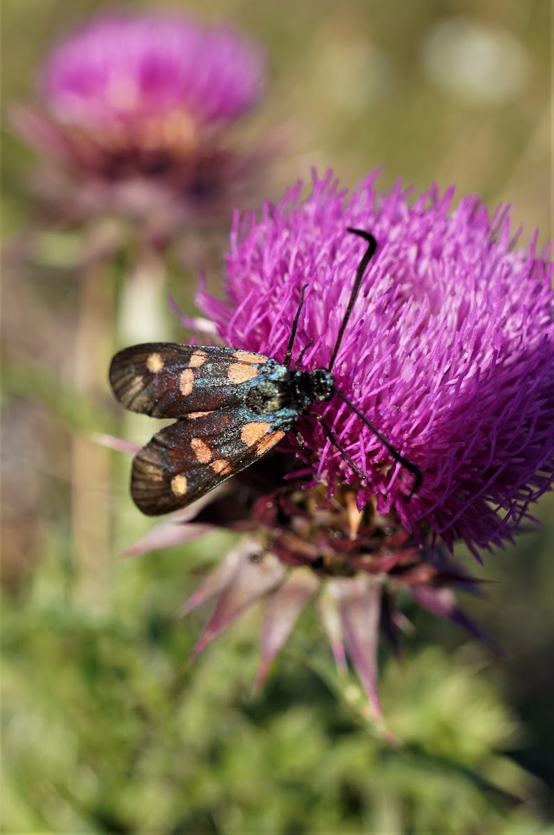 Six-spot Burnet