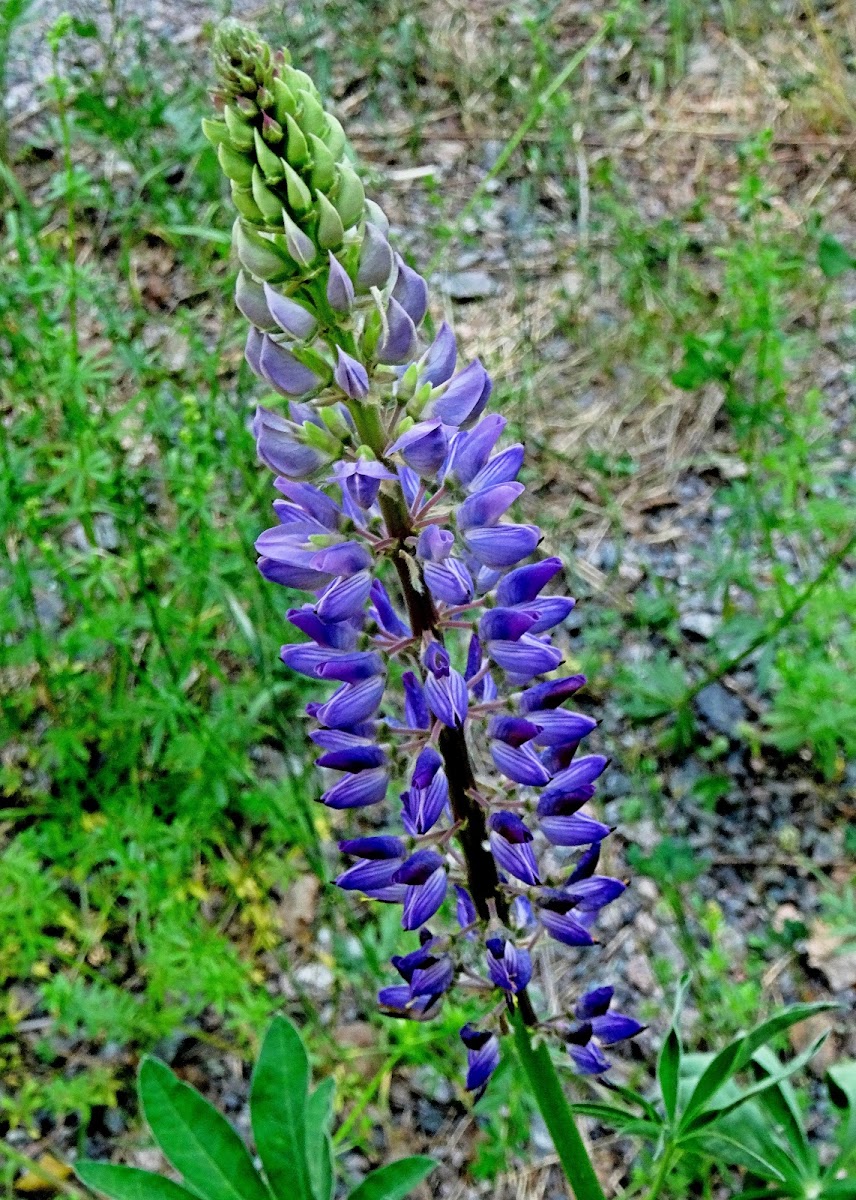 Large-leaved Lupine