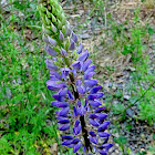 Large-leaved Lupine