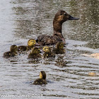 Pochard; Porrón Común