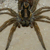 Wolf Spider (unknown sp.)