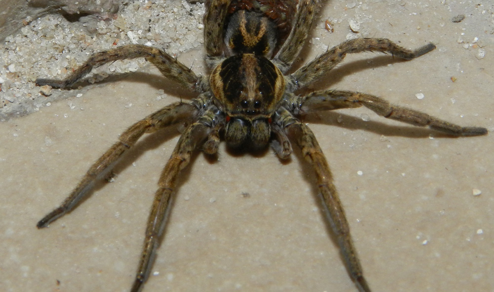 Wolf Spider (unknown sp.)