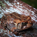 Fowler's Toad