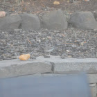 Dark-eyed Junco