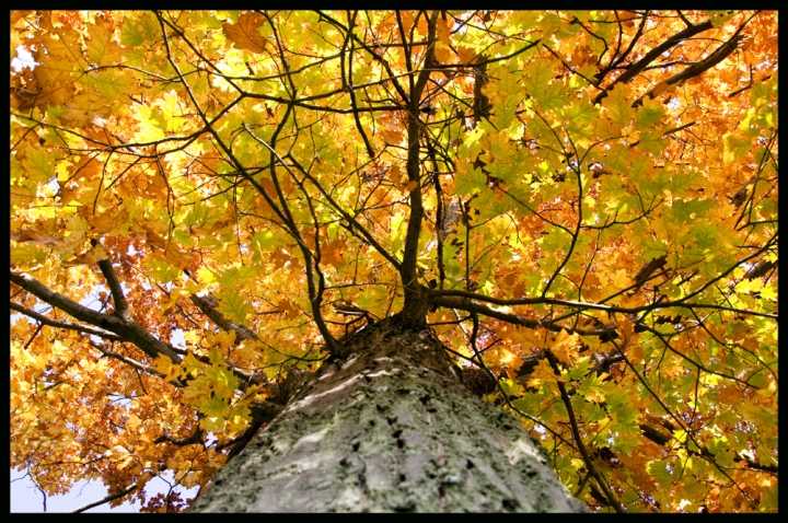 I rossi d'autunno di momoronf