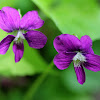 Common Blue Violet