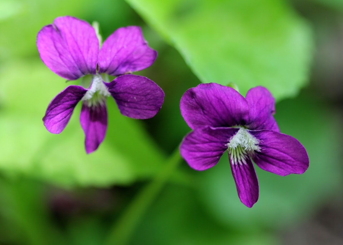 Common Blue Violet