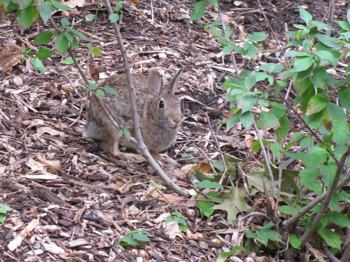 Eastern Cottontail Rabbit