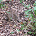 Eastern Cottontail Rabbit