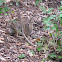 Eastern Cottontail Rabbit