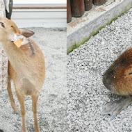 羅家蔥捲餅