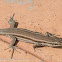 Iberian Wall Lizard