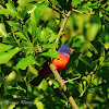 Painted Bunting