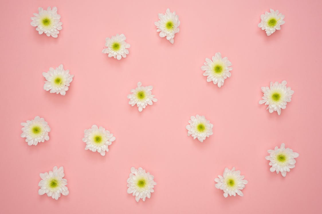 white flowers on pink background