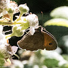 Meadow Brown