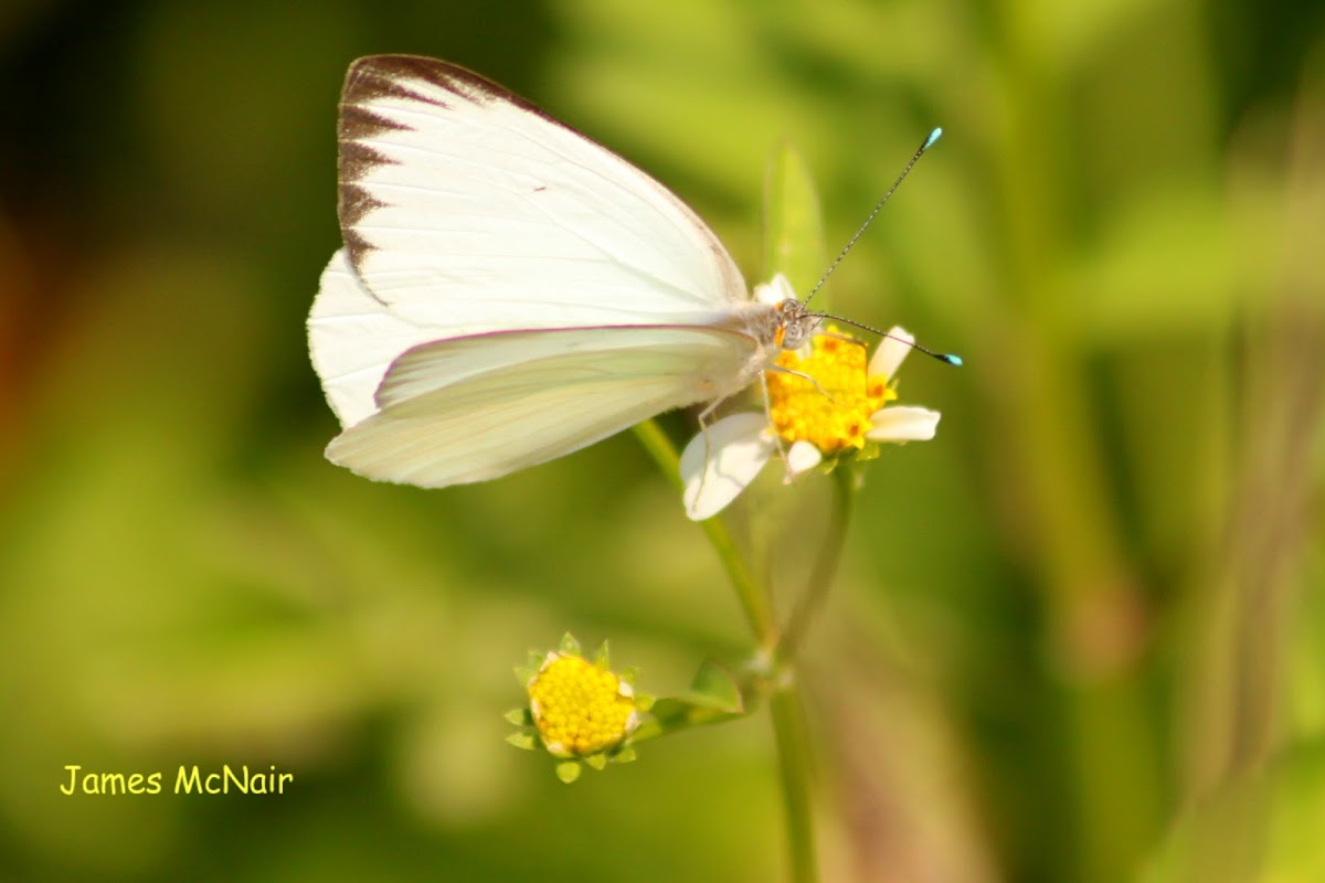 Great Southern White Butterfly