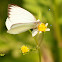 Great Southern White Butterfly