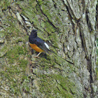 White-rumped Sharma