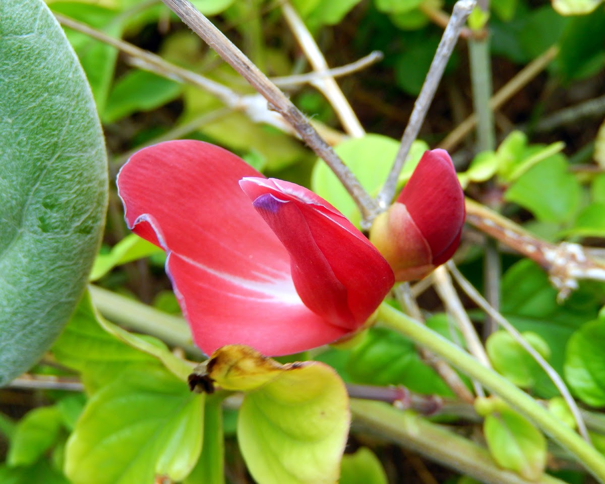 Vegetable Hummingbird