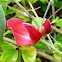 Vegetable Hummingbird