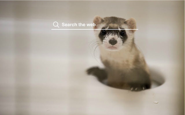 Ferrets HD Wallpapers Pet Theme