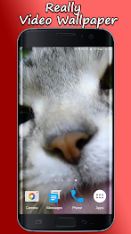 Kitty Licks Screen poster 1