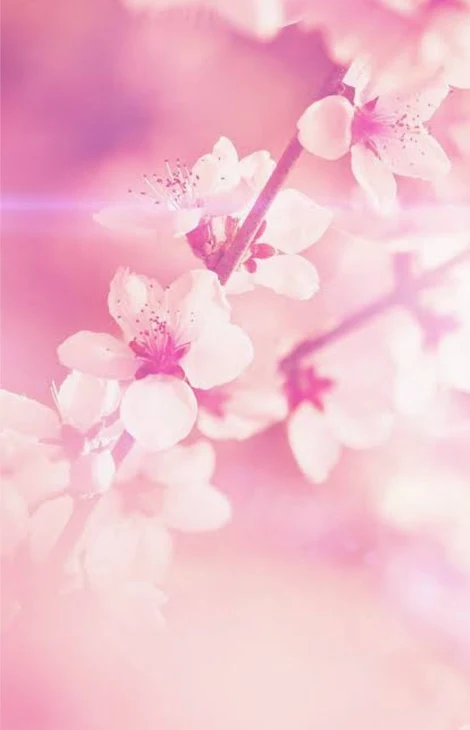 「桜色」のメインビジュアル