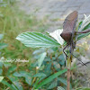 Leaf Footed Bug