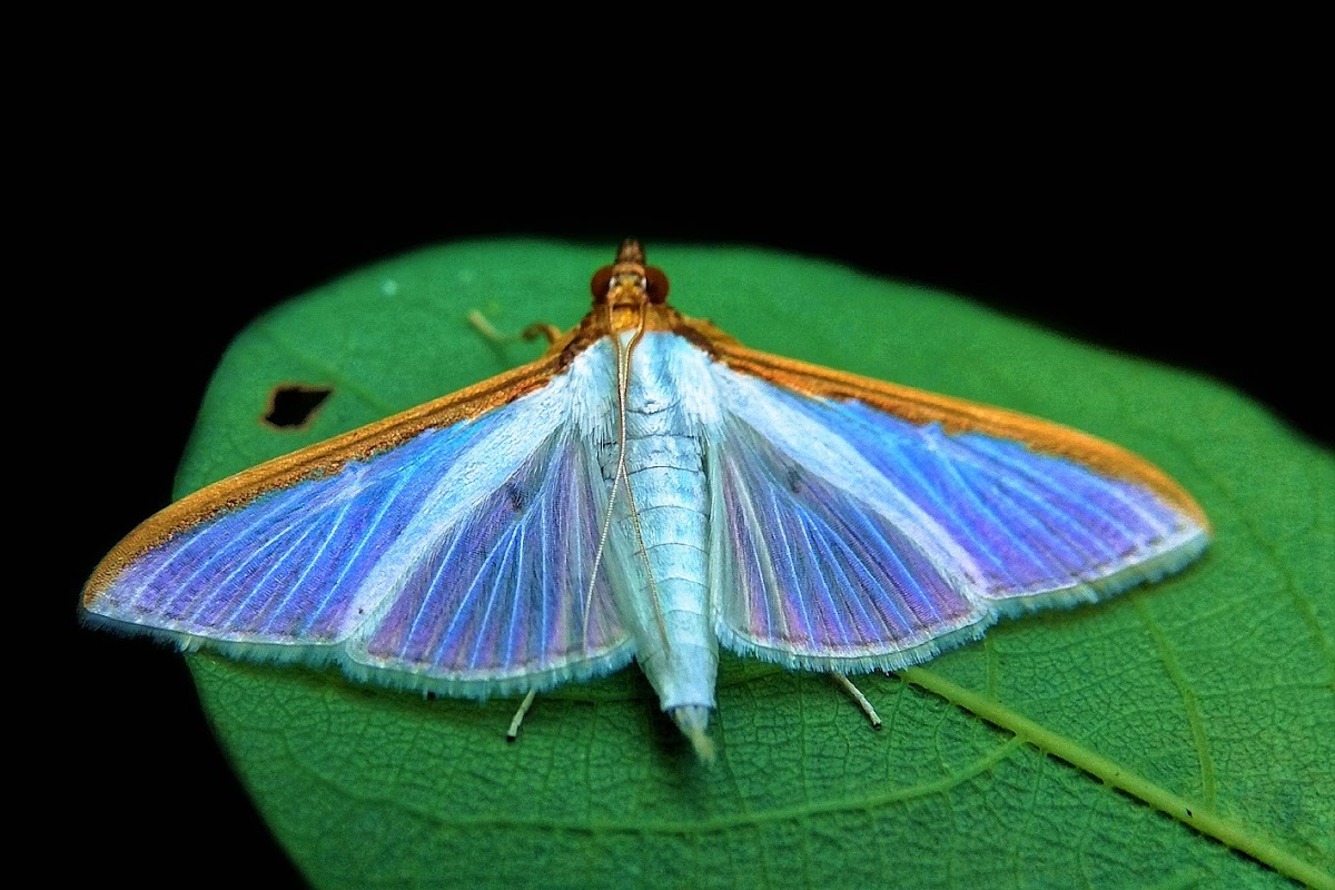 Pearl Moth