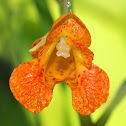 Orange Jewelweed