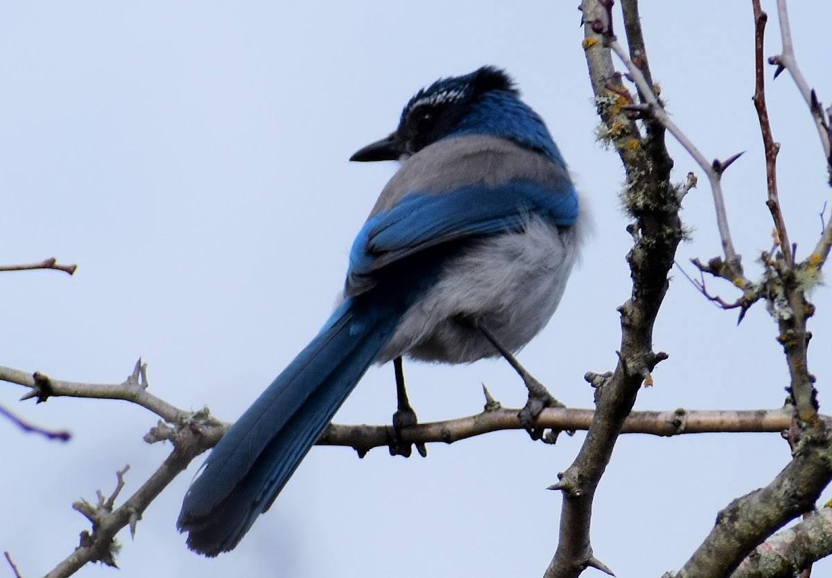 California scrub jay