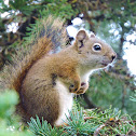 Red squirrel