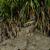 Grey Wagtail - female