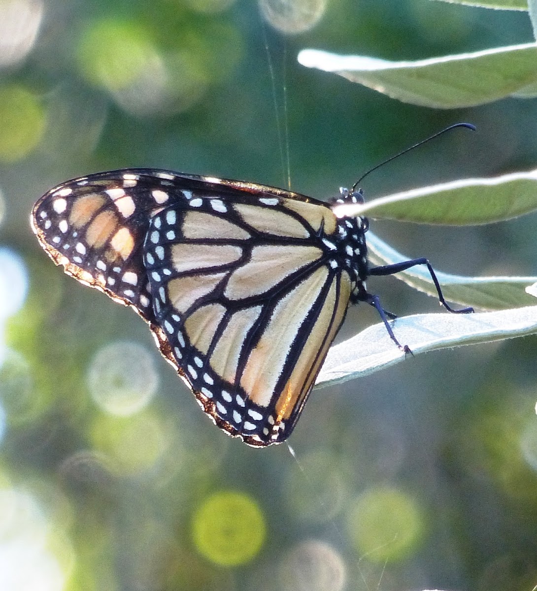 Monarch butterfly