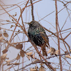 Common Starling