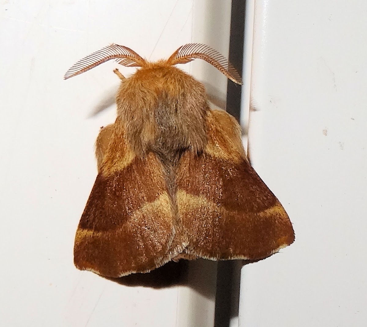 Western Tent Caterpillar Moth