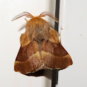 Western Tent Caterpillar Moth