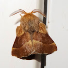 Western Tent Caterpillar Moth