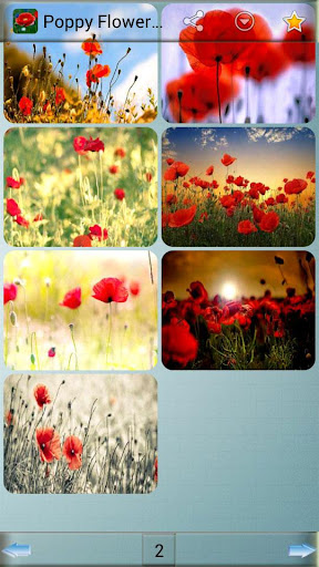 免費下載娛樂APP|Poppy Flower Wallpapers app開箱文|APP開箱王