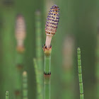 Water Horsetail