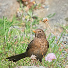 Eurasian Blackbird (female)