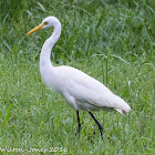 Great Egret