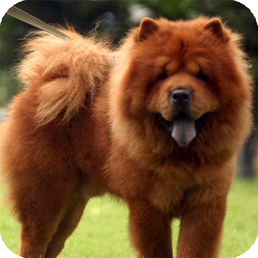 Chow Chow Pack 2 Wallpaper 個人化 App LOGO-APP開箱王