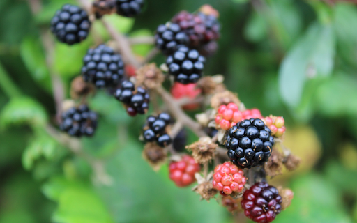 ripe strawberries screenshot 1