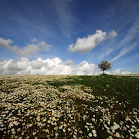 Tra le margherite di 