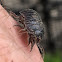 Pill-bug