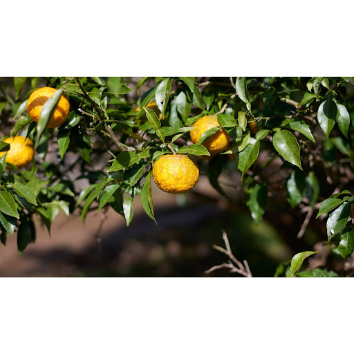 日本制高知縣【YUZU】柚子/檸檬精油保濕潤唇膏 7g