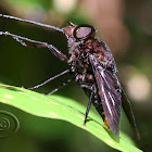 Horse Fly