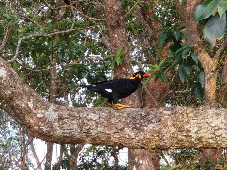 Common Hill Myna