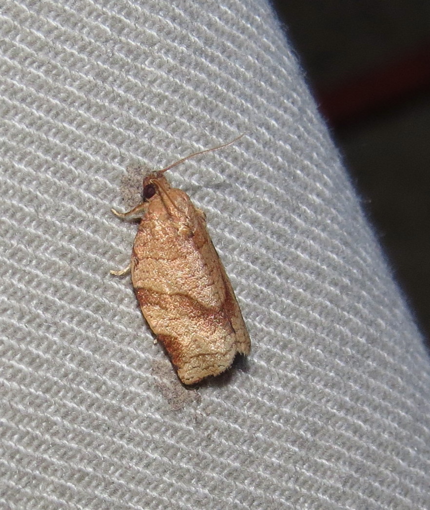 Oblique-banded Leafroller